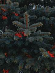 Holiday Berry 20 oz Liquid Hand Soap