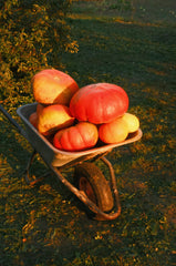 Autumn Harvest 11 oz scented candle