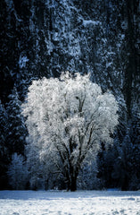 White Cypress 15.7 oz Liquid Hand Soap