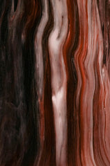 Ambered Wood 12 oz scented candle