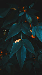 Midnight Blue Citrus 15.7 oz Liquid Hand Soap