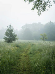 Morning Mist 50 ml Perfume Oil Dropper