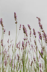 Lavender 12 oz scented candle