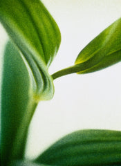 Pear & Lotus 50 ml Perfume Oil Rollerball