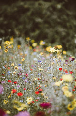 Wild Flowers 12 oz scented candle