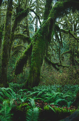 Fern & Moss 10 oz scented candle