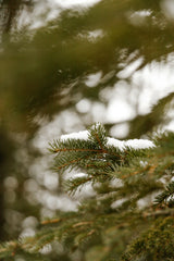 Pine & Sage 34 oz scented candle