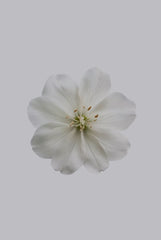 Fresh Jasmine 180 ml Reed Diffuser