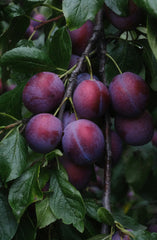 Sugar Plum 20 oz Liquid Hand Soap