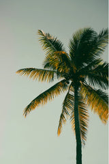 Coconut & Palm 15.7 oz Liquid Hand Soap