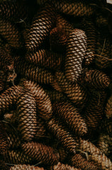 Pine & Eucalyptus 12 oz scented candle