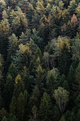 Fresh Woods 15.7 oz Liquid Hand Soap