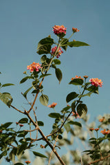 Roses & Sandalwood 15.7oz Liquid Hand Soap