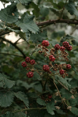 Blackberry Woods 12 oz scented candle