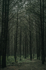 Teakwood 10 oz scented candle