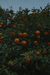 Mandarin Musk 12 oz scented candle