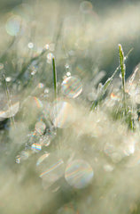 Spring Morning 50ml Perfume Oil Dropper