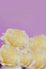 Cedar & Magnolia 10.47 oz Liquid Hand Soap