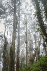 Balsam & Cedar 12 oz scented candle